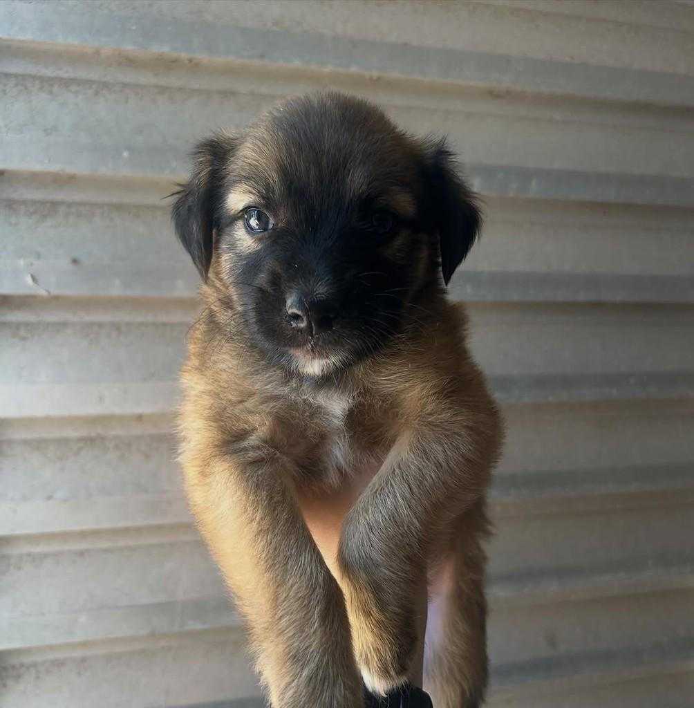 Ursinha, cachorro de porte pequeno para adoção em Fortaleza - CE