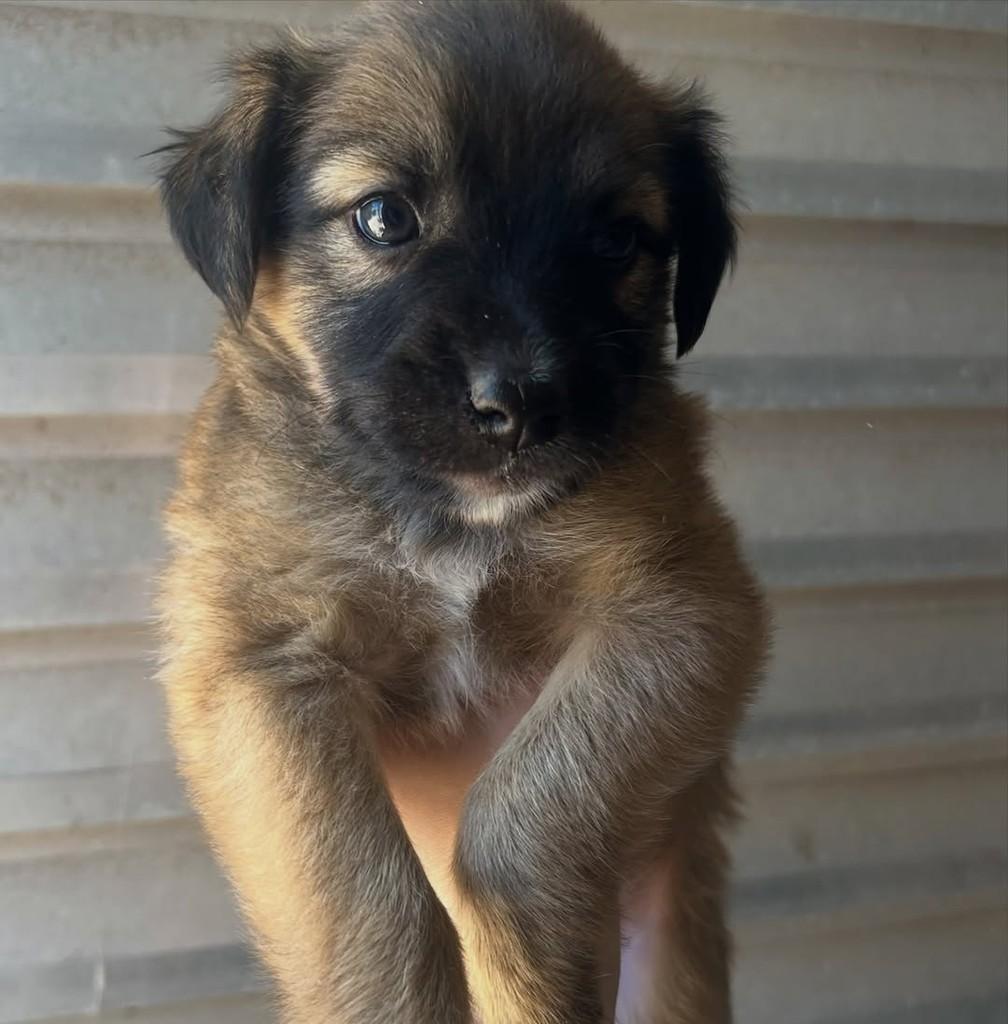 Ursinha, cachorro de porte pequeno para adoção em Fortaleza - CE — foto 2 de 5