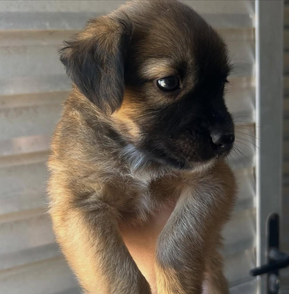 Ursinha, cachorro de porte pequeno para adoção em Fortaleza - CE — foto 3 de 5