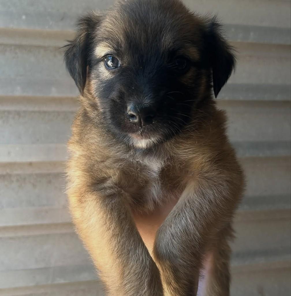 Ursinha, cachorro de porte pequeno para adoção em Fortaleza - CE — foto 4 de 5
