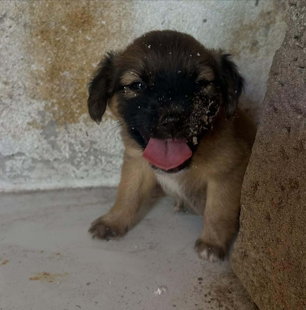 Ursinha, cachorro de porte pequeno para adoção em Fortaleza - CE — foto 5 de 5