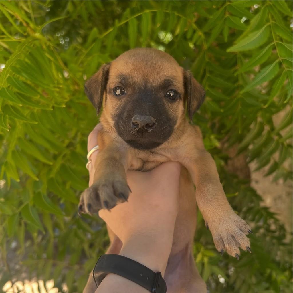 Caramela, cachorro de porte pequeno para adoção em Fortaleza - CE