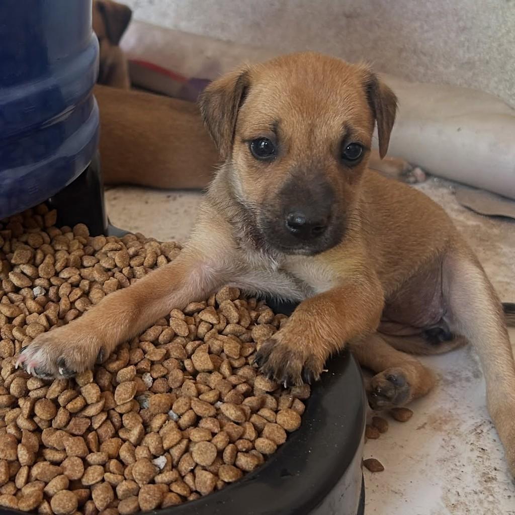 Caramela, cachorro de porte pequeno para adoção em Fortaleza - CE — foto 2 de 5