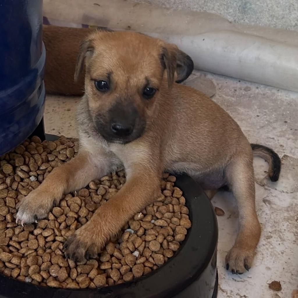 Caramela, cachorro de porte pequeno para adoção em Fortaleza - CE — foto 3 de 5