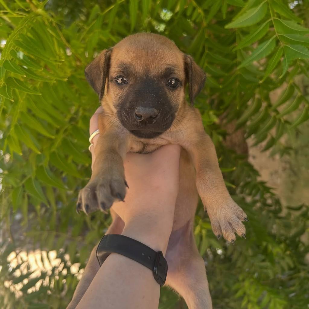 Caramela, cachorro de porte pequeno para adoção em Fortaleza - CE — foto 4 de 5