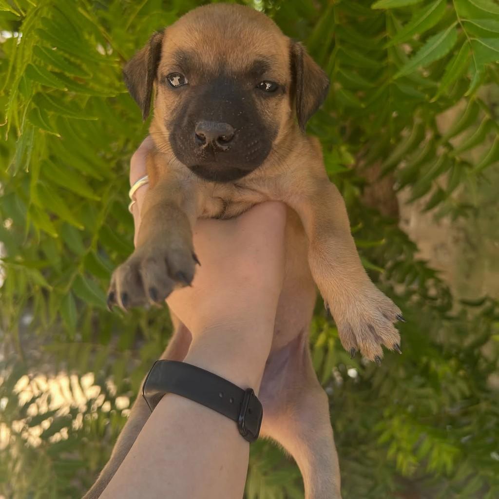 Caramela, cachorro de porte pequeno para adoção em Fortaleza - CE — foto 5 de 5