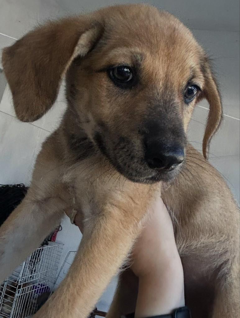 Augusta, cadela de porte pequeno para adoção em Fortaleza - CE