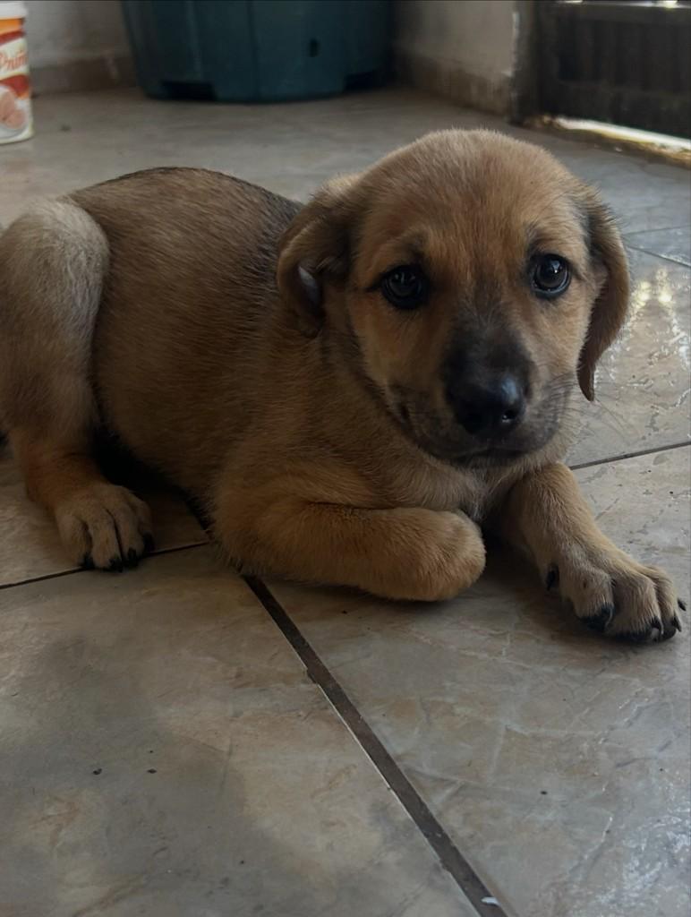 Augusta, cadela de porte pequeno para adoção em Fortaleza - CE — foto 2 de 8