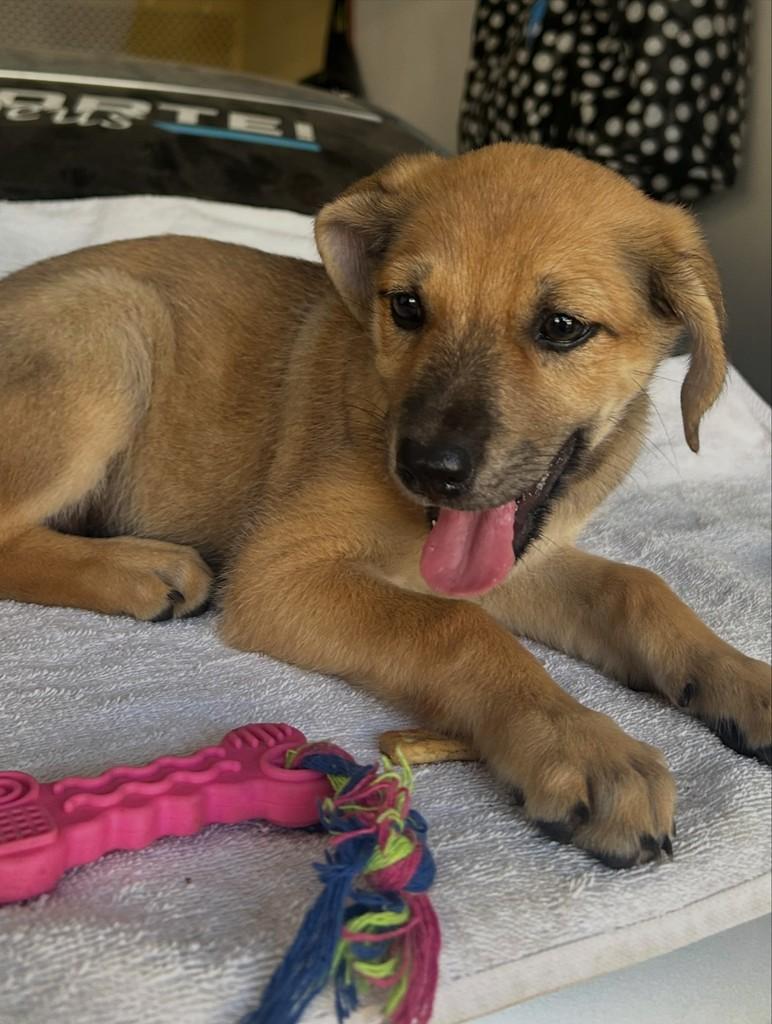 Augusta, cadela de porte pequeno para adoção em Fortaleza - CE — foto 3 de 8