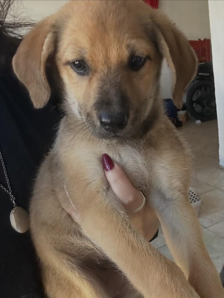 Augusta, cadela de porte pequeno para adoção em Fortaleza - CE — foto 4 de 8