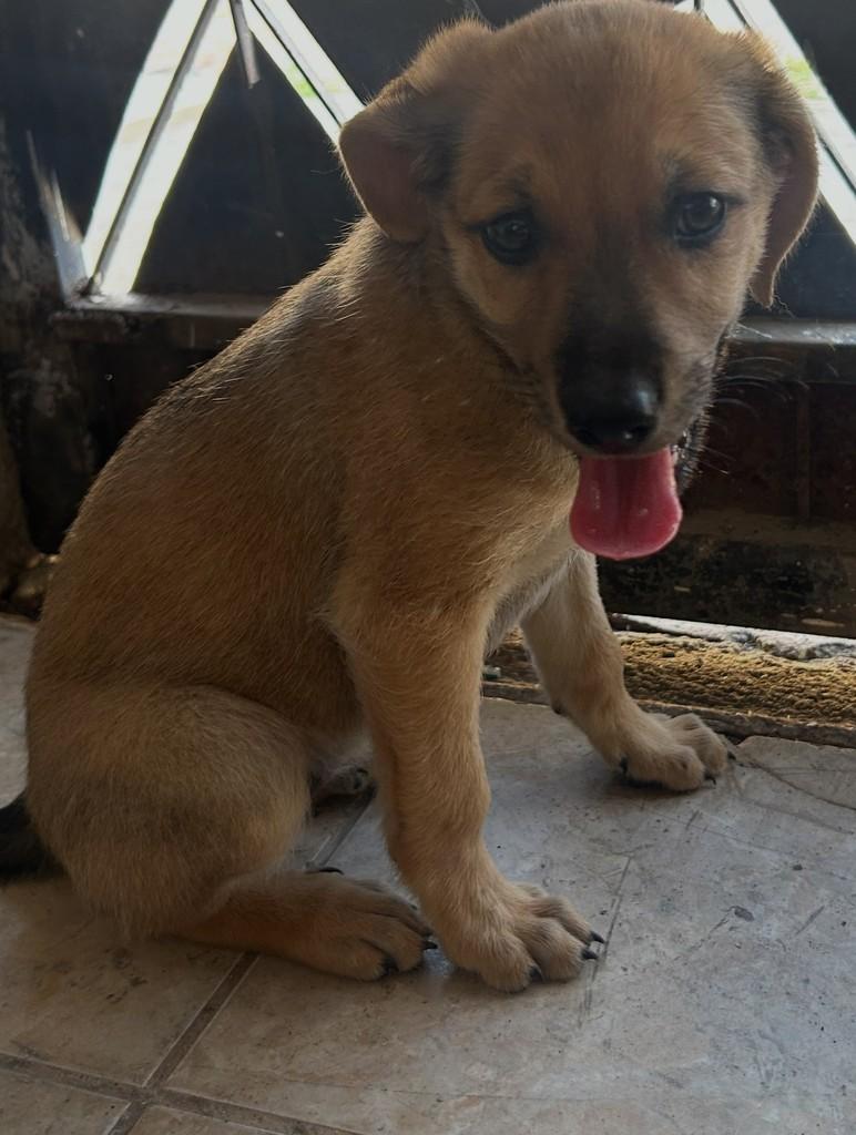 Augusta, cadela de porte pequeno para adoção em Fortaleza - CE — foto 5 de 8