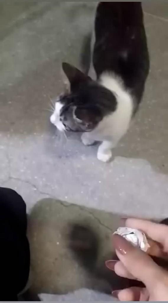 Fofinho, gato de porte pequeno para adoção em Arapiraca - AL