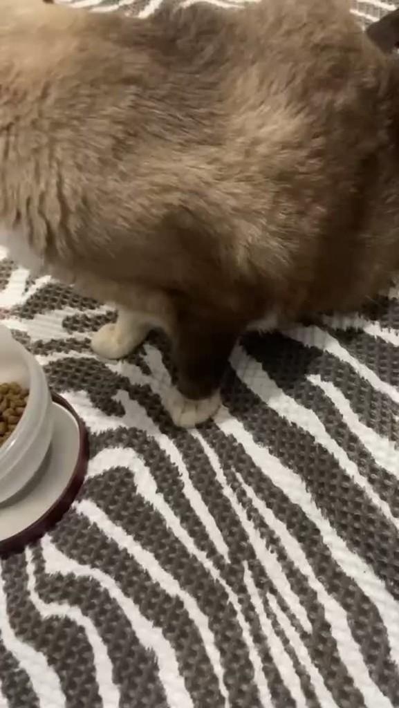 Emilly, gato de porte médio para adoção em Arapiraca - AL