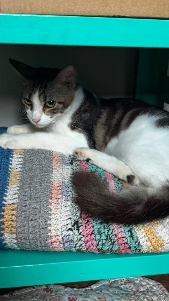 Liam, gato para adoção em Fortaleza - CE