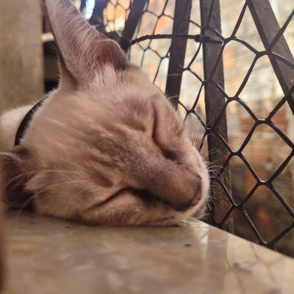 Thor, gato de porte médio para adoção em Fortaleza - CE