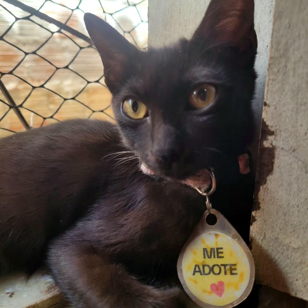Mimi, gato de porte pequeno para adoção em Fortaleza - CE