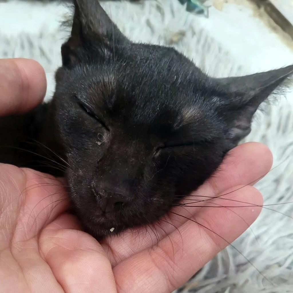 Nala, gato de porte pequeno para adoção em Fortaleza - CE