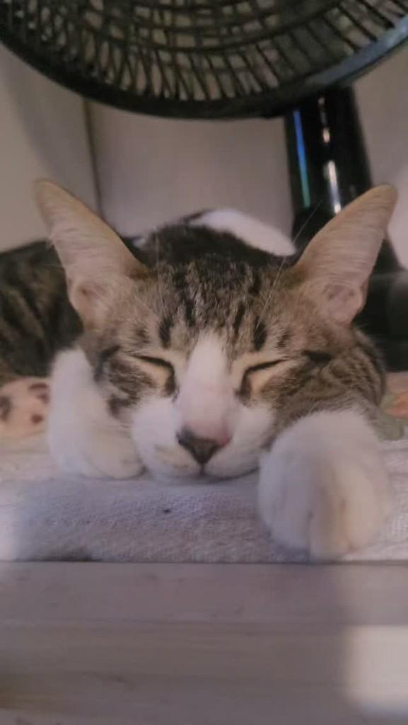 Requeijão, gato de porte pequeno para adoção em Fortaleza - CE