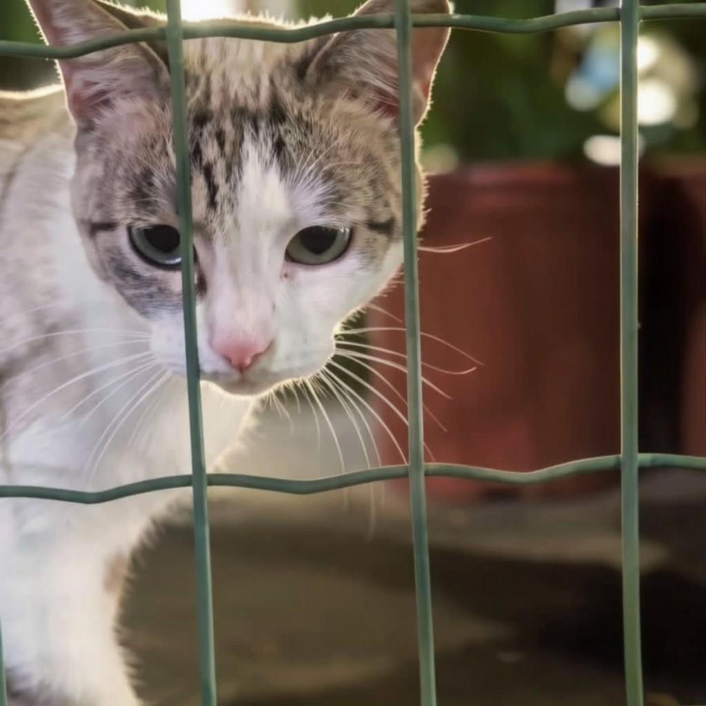 Lindinha, gato de porte médio para adoção em Fortaleza - CE