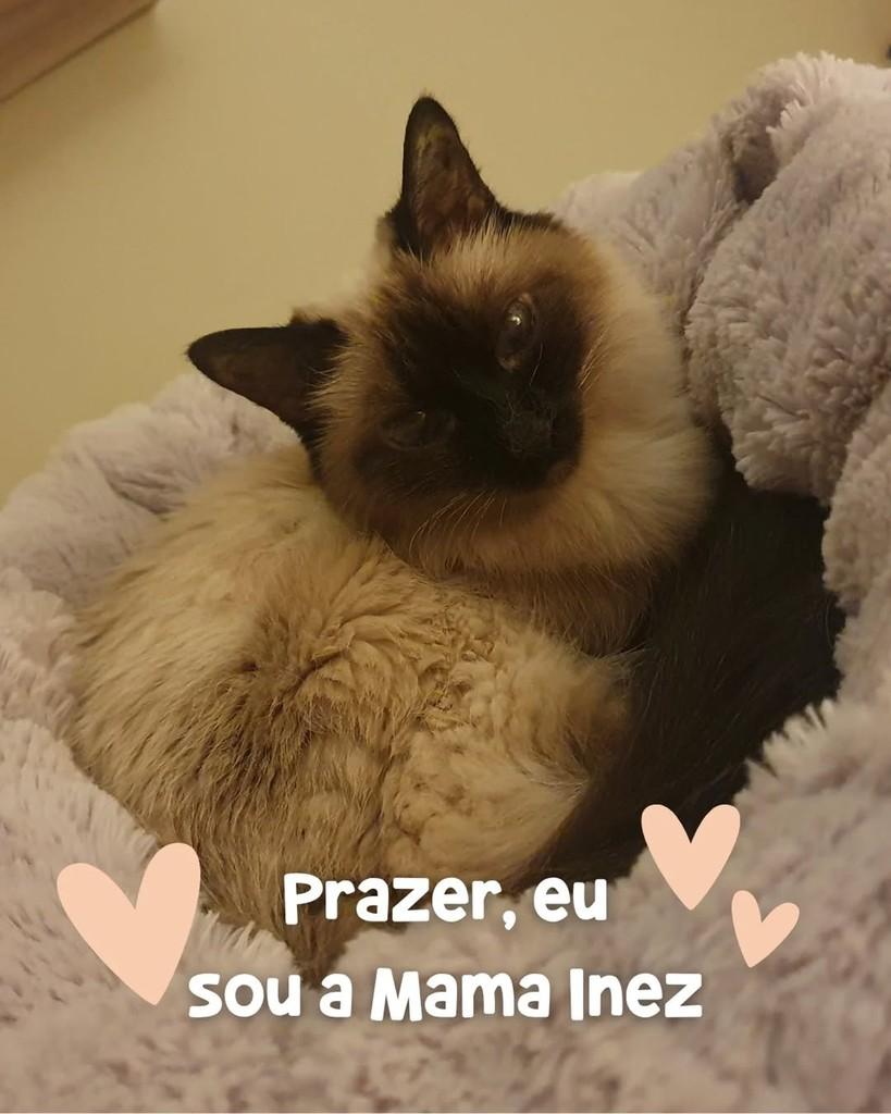 Mamá Inez, gata de porte pequeno para adoção em Porto Alegre - RS