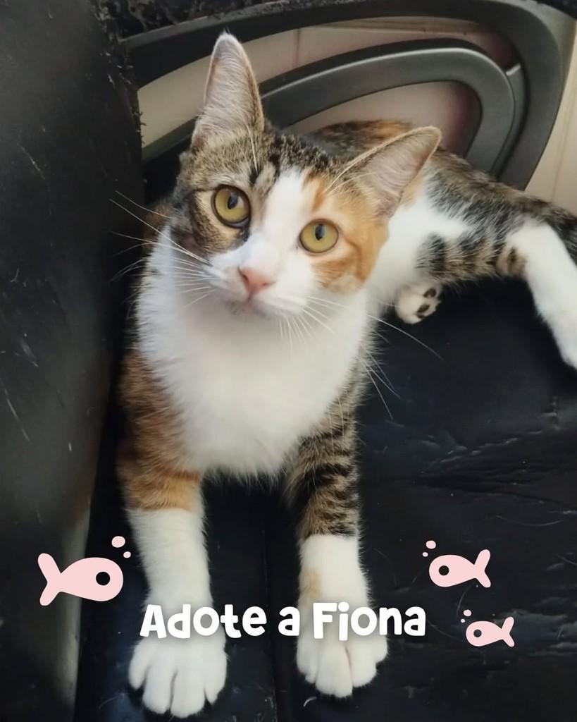 Fiona, gato de porte pequeno para adoção em Porto Alegre - RS