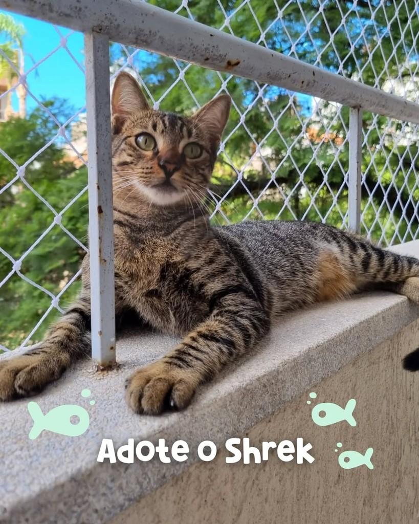 Shrek, gato de porte médio para adoção em Porto Alegre - RS