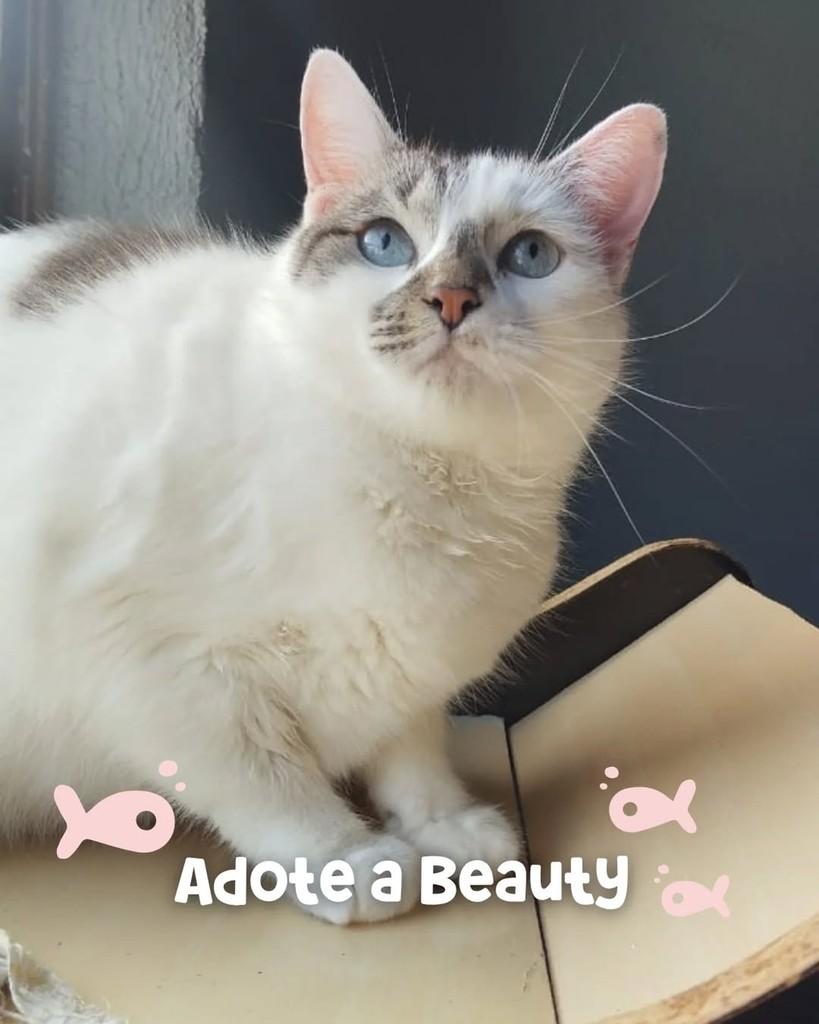 Beauty, gata para adoção em Porto Alegre - RS