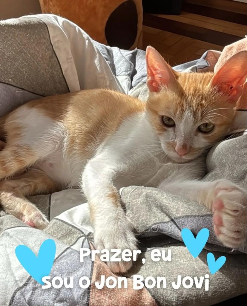 Jon Bon Jovi, gato de porte pequeno para adoção em Porto Alegre - RS