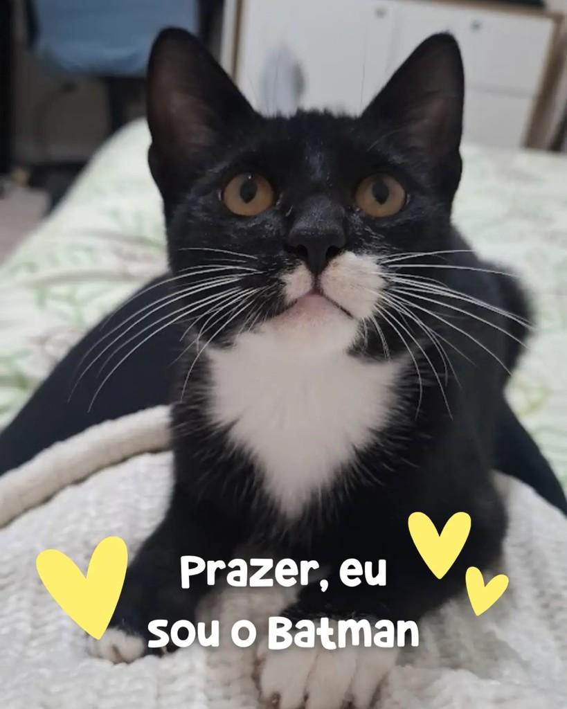 Batman, gato de porte pequeno para adoção em Porto Alegre - RS