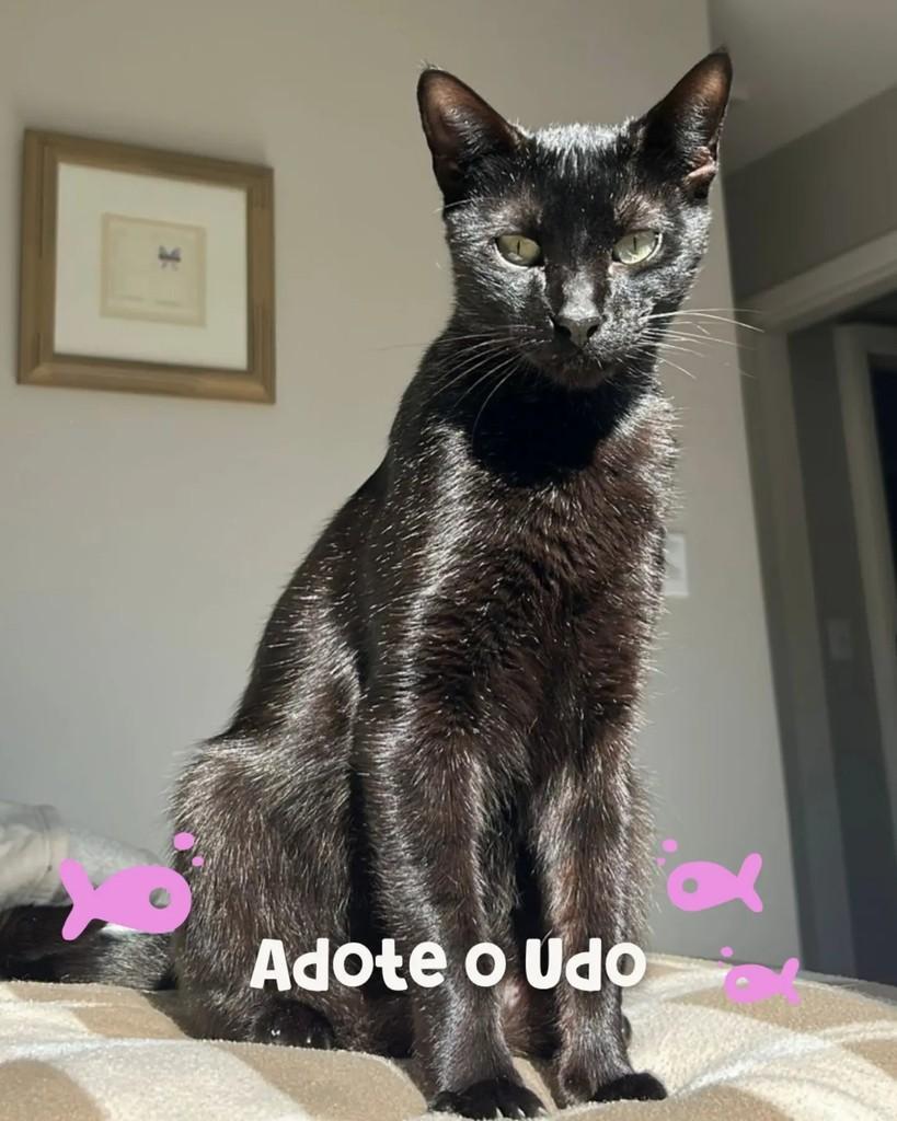 Udo, gato de porte médio para adoção em Porto Alegre - RS