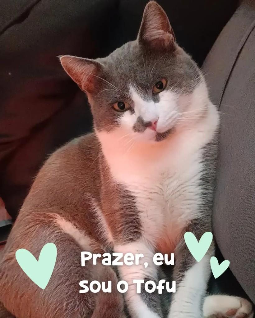 Tofu, gato de porte médio para adoção em Porto Alegre - RS