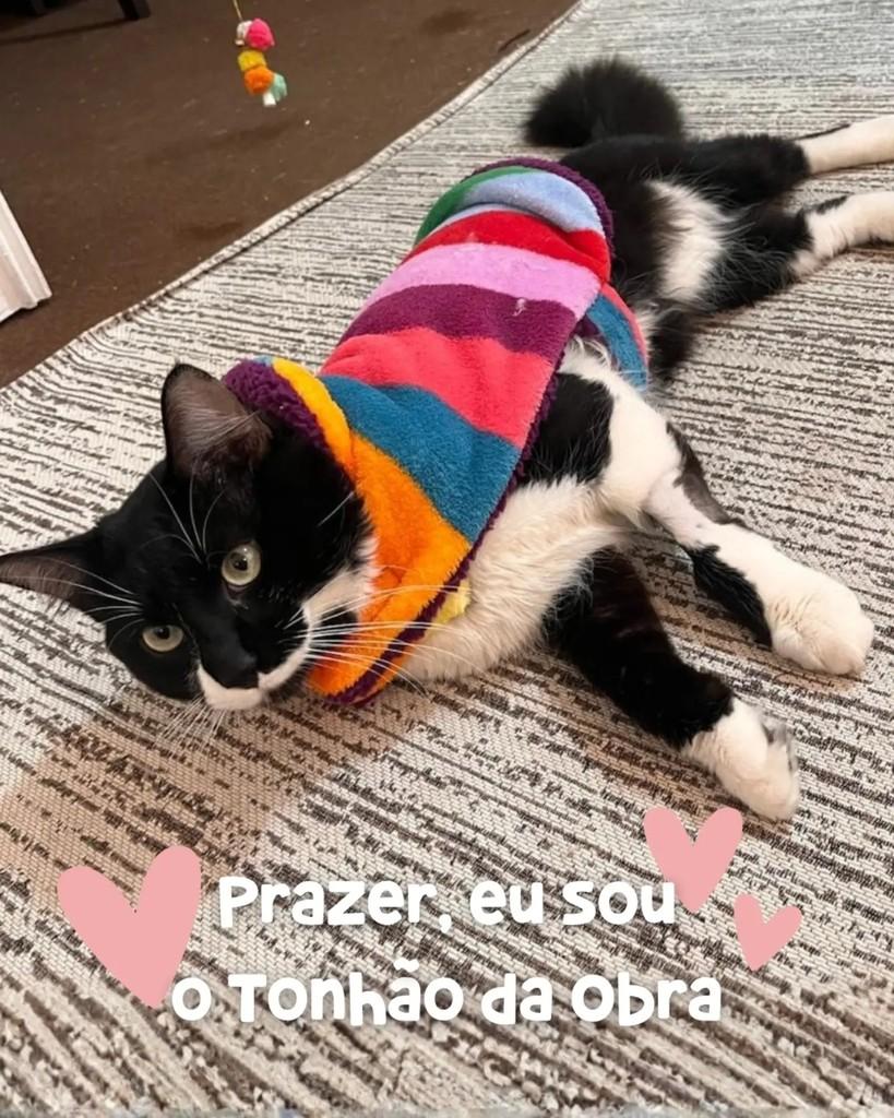 Tonhão, gato de porte médio para adoção em Porto Alegre - RS