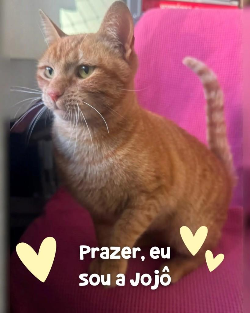 Jojô, gato de porte médio para adoção em Porto Alegre - RS