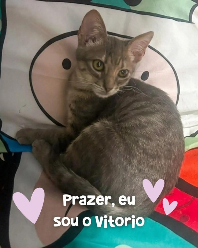 Vitório, gato de porte pequeno para adoção em Porto Alegre - RS