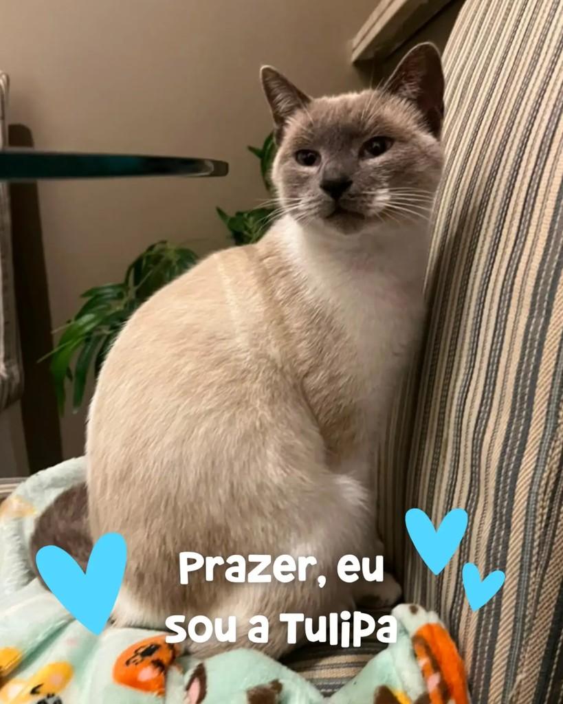 Tulipa, gato de porte médio para adoção em Porto Alegre - RS
