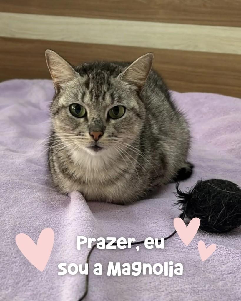 Magnólia, gata de porte pequeno para adoção em Porto Alegre - RS