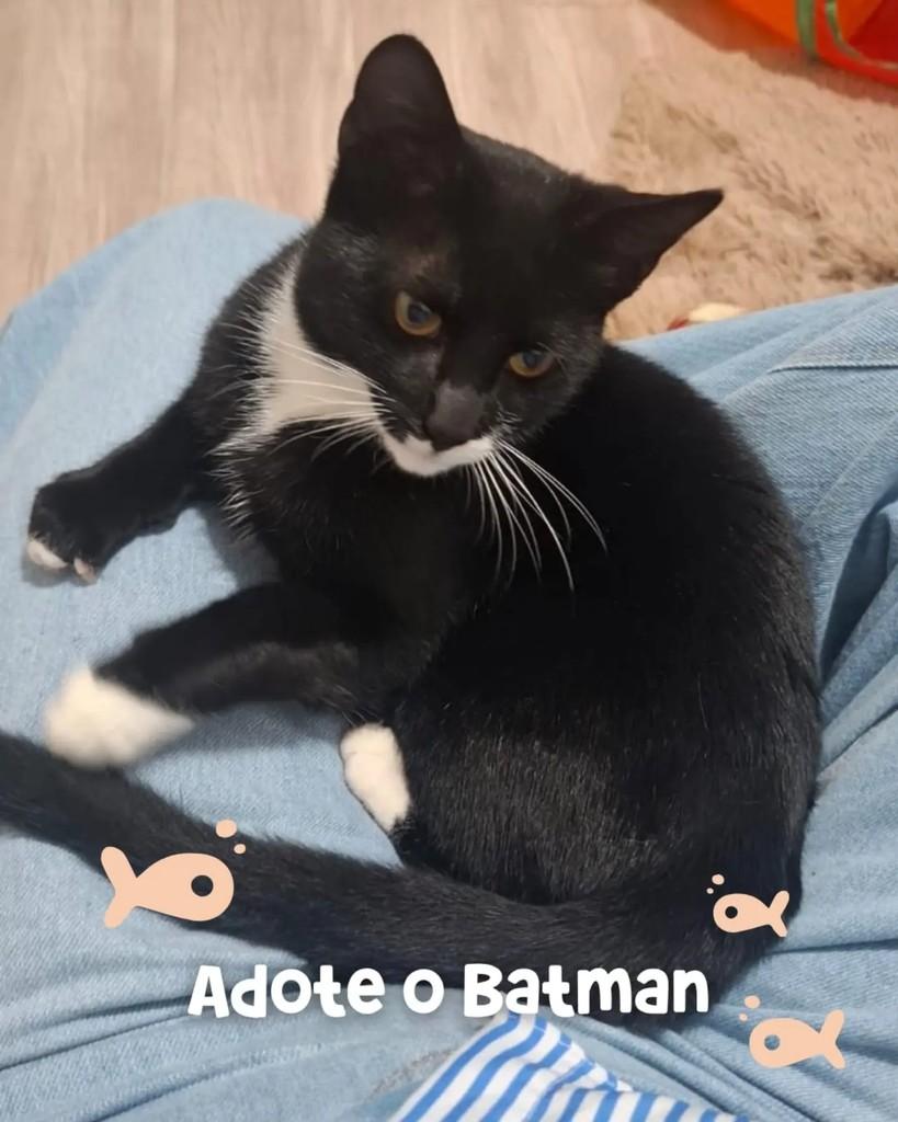 Baby Batman, gato de porte pequeno para adoção em Porto Alegre - RS