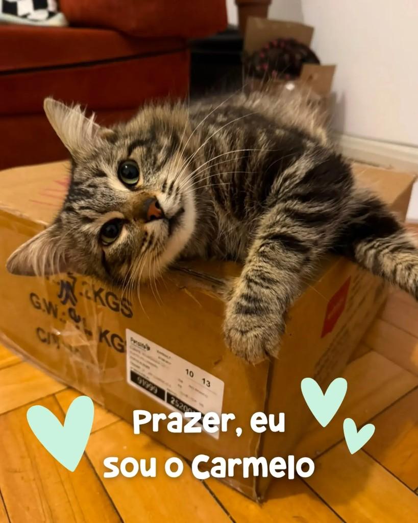 Carmelo, gato de porte pequeno para adoção em Porto Alegre - RS