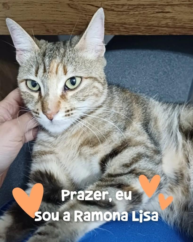 Ramona Lisa, gato de porte médio para adoção em Porto Alegre - RS