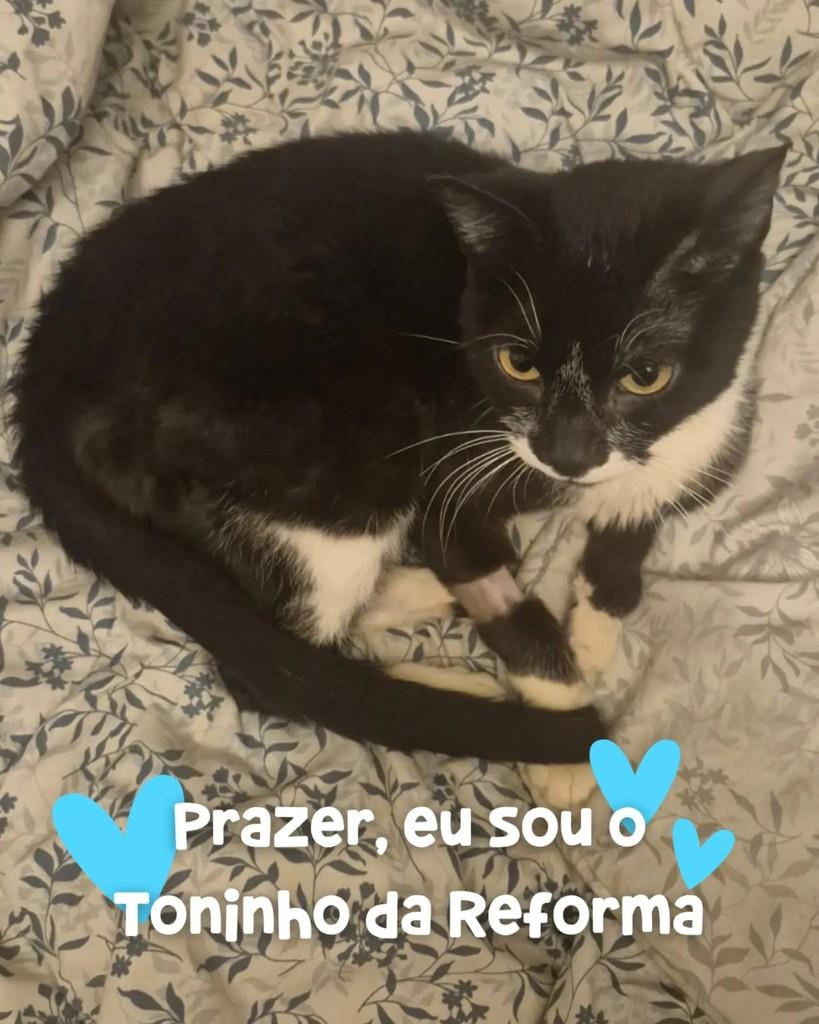 Toninho da Reforma, gato de porte pequeno para adoção em Porto Alegre - RS