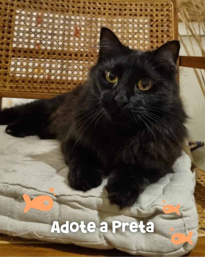 Preta, gata de porte pequeno para adoção em Canoas - RS
