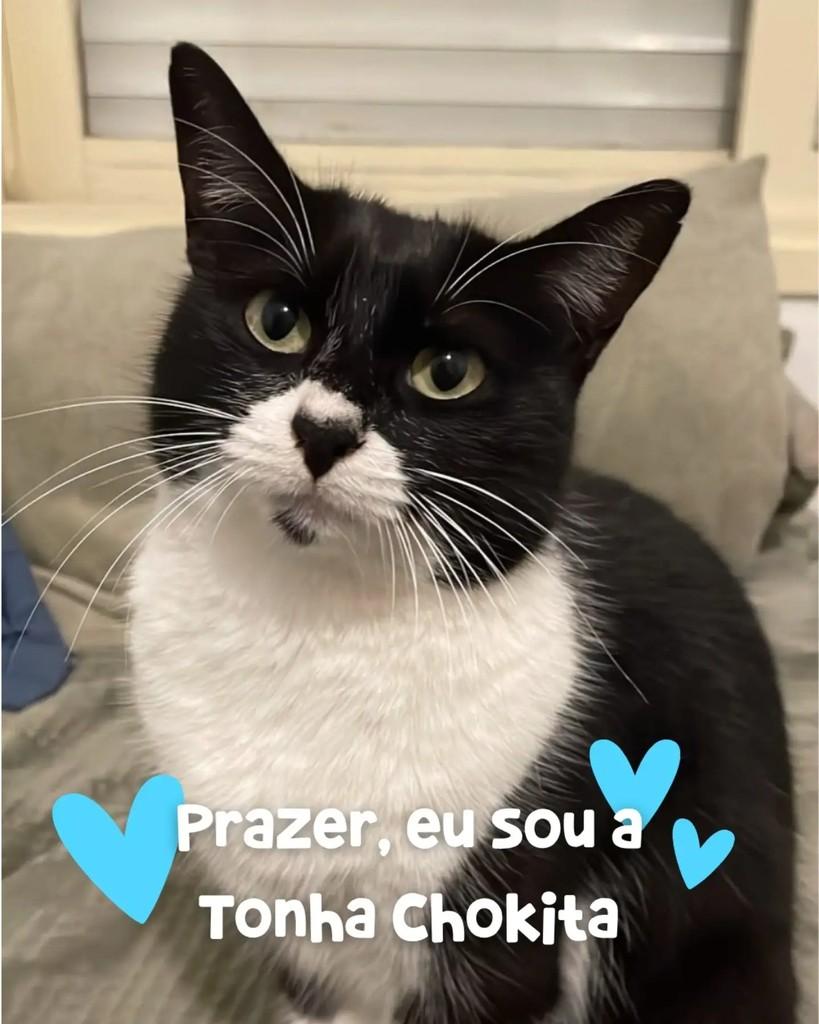 Chokita, gata de porte médio para adoção em Porto Alegre - RS