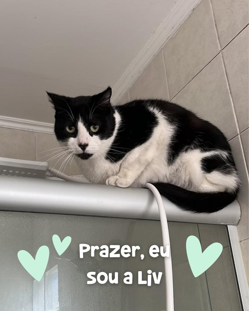 Liv, gata de porte médio para adoção em Porto Alegre - RS