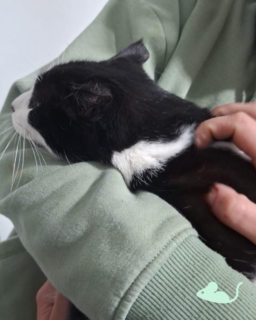 Liv, gata de porte médio para adoção em Porto Alegre - RS — foto 2 de 5
