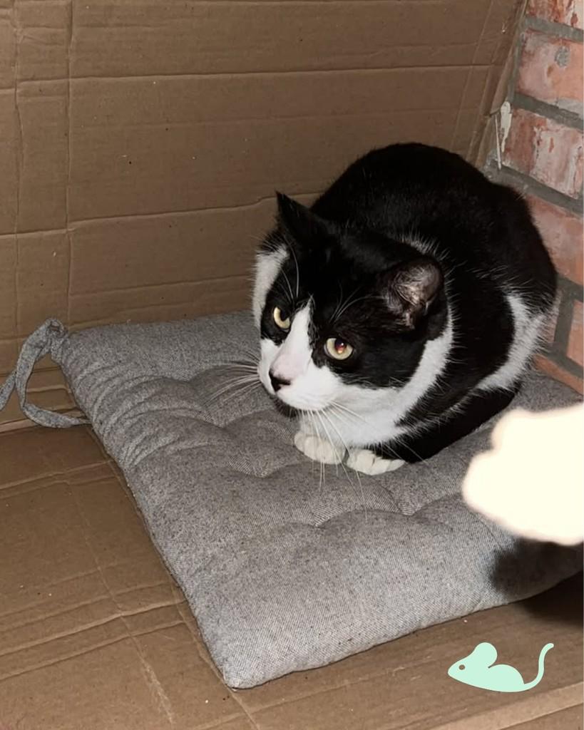Liv, gata de porte médio para adoção em Porto Alegre - RS — foto 3 de 5