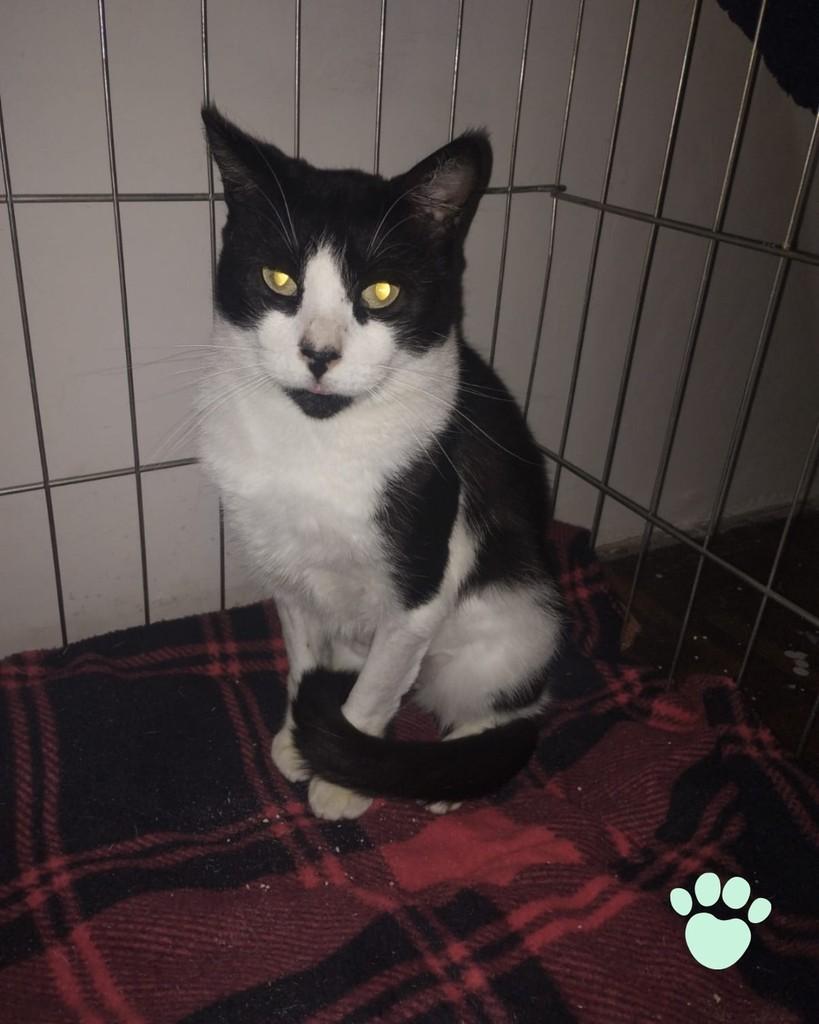 Liv, gata de porte médio para adoção em Porto Alegre - RS — foto 4 de 5