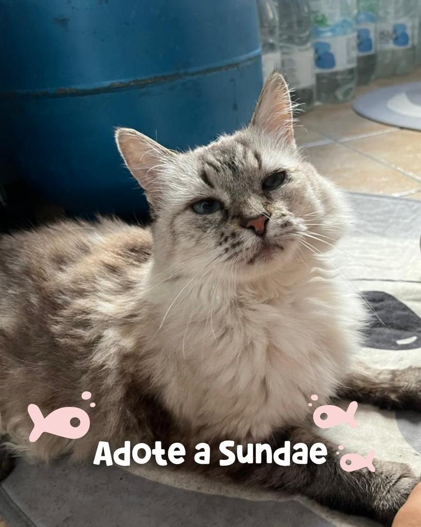 Sundae, gata de porte médio para adoção em Porto Alegre - RS