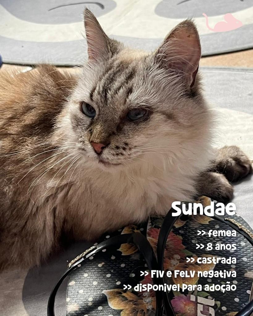 Sundae, gata de porte médio para adoção em Porto Alegre - RS — foto 2 de 2