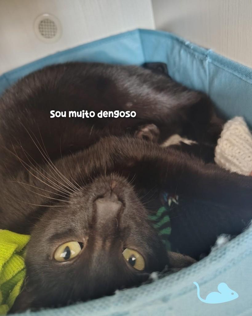 Bento, gato de porte pequeno para adoção em Porto Alegre - RS