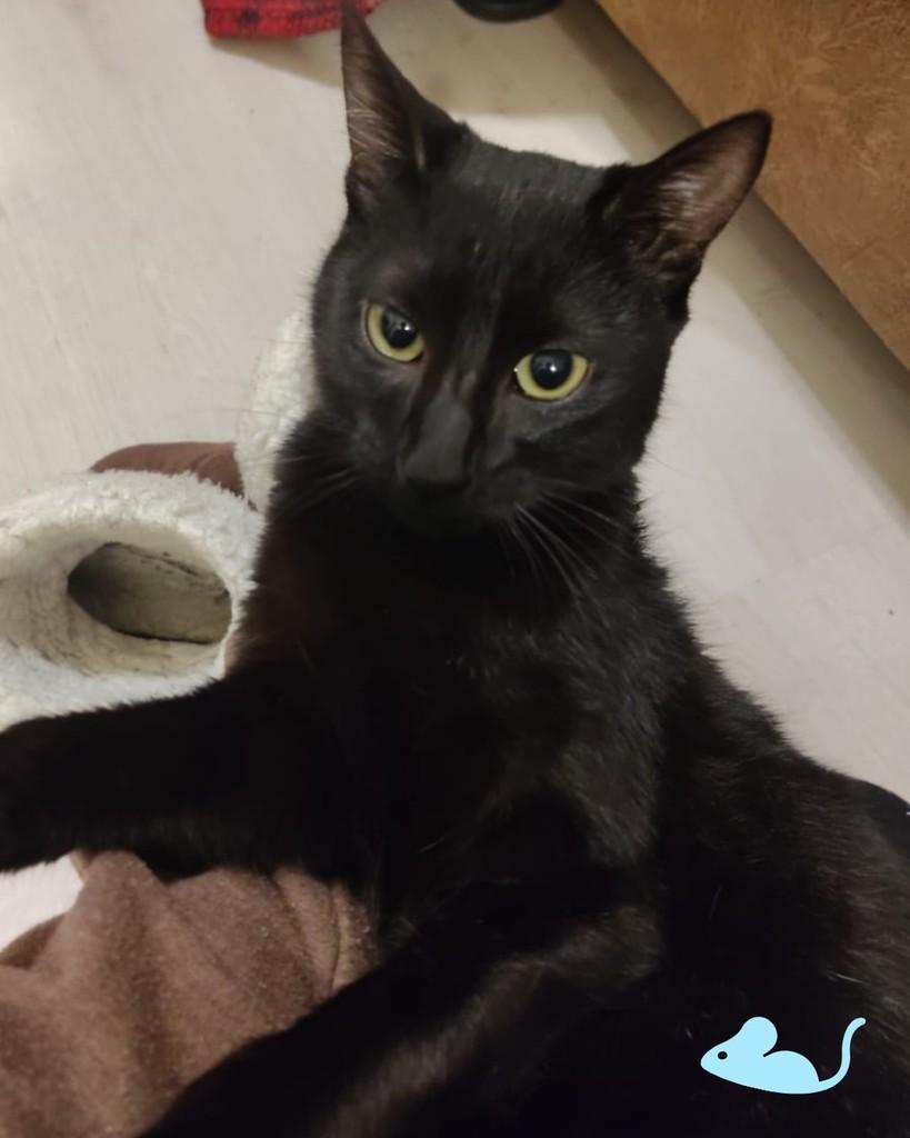 Bento, gato de porte pequeno para adoção em Porto Alegre - RS — foto 2 de 4